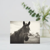 nahes Aufsetzen eines Pferdes mit Sepiaton Postkarte (Stehend Vorderseite)