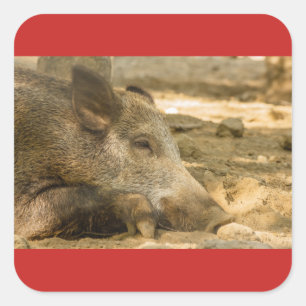 nahes Aufsetzen eines Wildschwein-Aufklebers auf d Quadratischer Aufkleber