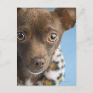 Nahes Aufsetzen von Chihuahua mit Furrkragen Postkarte