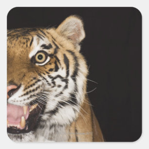 Nahes Aufstehen des rauschenden Tigers Quadratischer Aufkleber