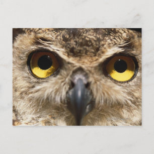 Nahes Auftragen der Eule Postkarte