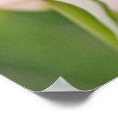 Nahes Auftragen von Tulpen und Knospen Poster (Ecke)