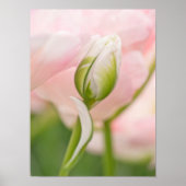 Nahes Auftragen von Tulpen und Knospen Poster (Vorne)