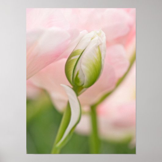 Nahes Auftragen von Tulpen und Knospen Poster (Vorne)