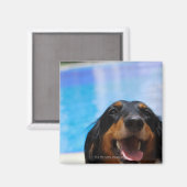 Nahes Aufziehen einer Dackel Magnet (Vorderseite/Rückseite)