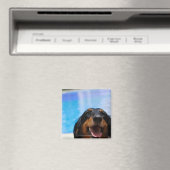 Nahes Aufziehen einer Dackel Magnet (In Situ (Geschirrspüler))