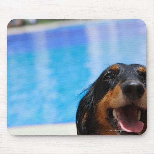 Nahes Aufziehen einer Dackel Mousepad (Vorne)