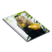 Nahes Aufziehen eines Kapuzineraffen, der eine Fru Notizblock (Rechte Seite)