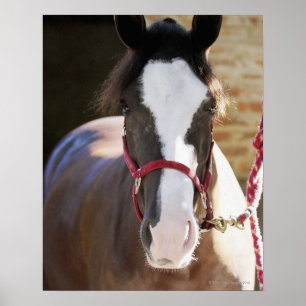 Nahes Aufziehen eines Pferdes in einem Stall Poster
