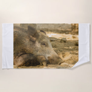 nahes Aufziehen eines Wildschweins auf Strandtüche Strandtuch
