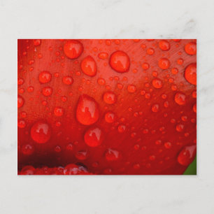 Nahes Aufziehen von Regentropfen auf Tulpenblätter Postkarte