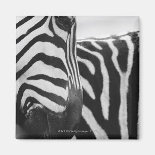 Nahes Aufziehen von Zebra im Gesicht und an der Sc Magnet