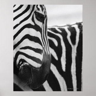 Nahes Aufziehen von Zebra im Gesicht und an der Sc Poster