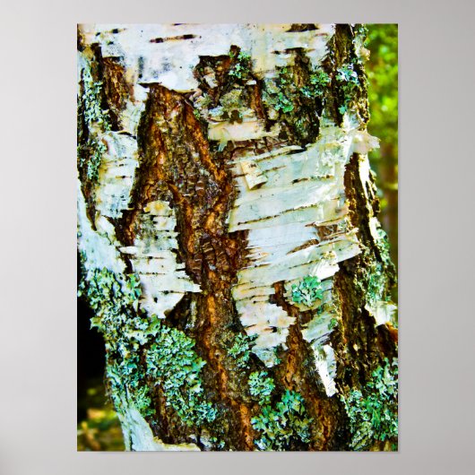 Nahes Baumposter Poster (Vorne)