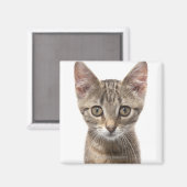 Nahes Bild eines Kätzchens Magnet (Vorderseite/Rückseite)