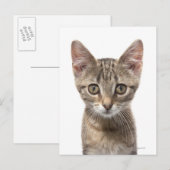 Nahes Bild eines Kätzchens Postkarte (Vorne/Hinten)