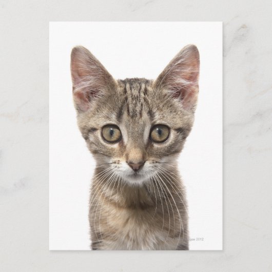 Nahes Bild eines Kätzchens Postkarte (Vorderseite)