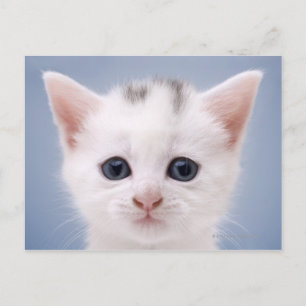 Nahes Bild mit vorwiegend weißer Oberfläche Postkarte