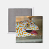 Nahes Bild von Tokay Gecko in TulaZoo Magnet (Vorderseite/Rückseite)