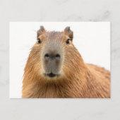 Nahes Capybara-Portrait Postkarte (Vorderseite)