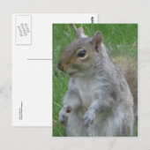 Nahes Eichhörnchen Postkarte (Vorne/Hinten)