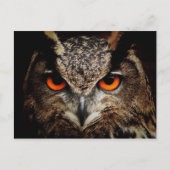 Nahes Eule mit orangefarbenen Augen Postkarte (Vorderseite)