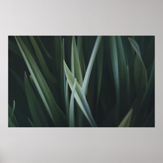 Nahes Foto von grünen linearen Blätter Poster (Vorne)