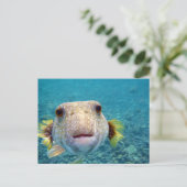 Nahes Gesicht eines Puffer Fisch Arothron Hispidus Postkarte (Stehend Vorderseite)