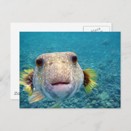 Nahes Gesicht eines Puffer Fisch Arothron Hispidus Postkarte (Vorne/Hinten)