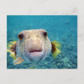 Nahes Gesicht eines Puffer Fisch Arothron Hispidus Postkarte (Vorderseite)