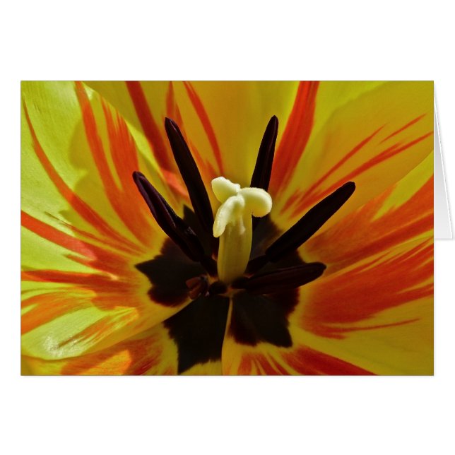 Nahes hohes der Tulpe (Vorderseite (Horizontal))