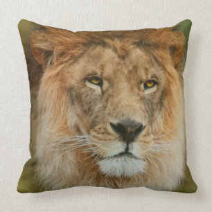 Nahes hohes majestätischen Löwes Südafrikas Kissen