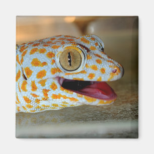 Nahes hohes Porträt von Tokay Gecko in TulaZoo Magnet