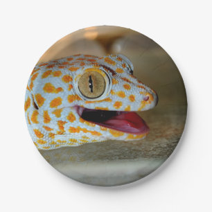 Nahes hohes Porträt von Tokay Gecko in TulaZoo Pappteller