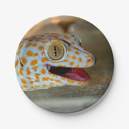 Nahes hohes Porträt von Tokay Gecko in TulaZoo Pappteller (Vorderseite)