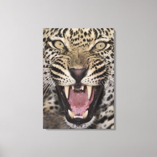 Nahes Leopardenpfeifen Leinwanddruck (Vorderseite)