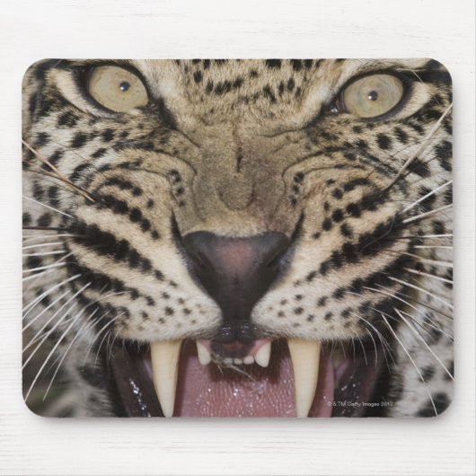 Nahes Leopardenpfeifen Mousepad (Vorne)