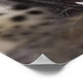 Nahes Leopardenpfeifen Poster (Ecke)