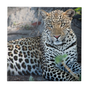 Nahes Leopardenportrait Fliese