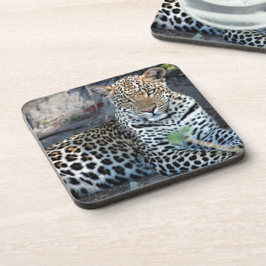 Nahes Leopardenportrait Getränkeuntersetzer (Linke Seite)