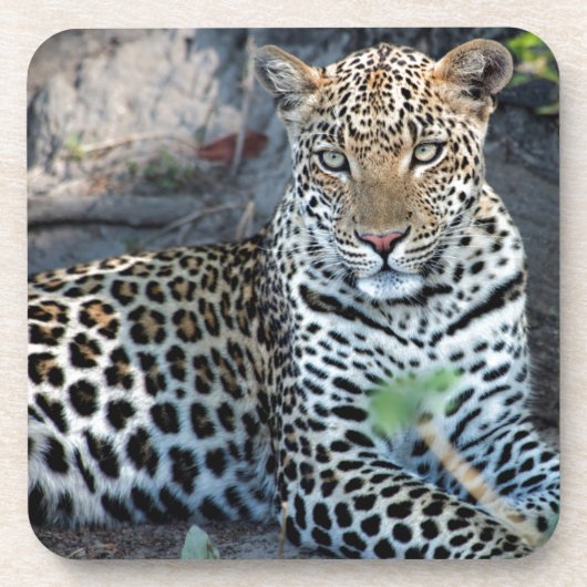 Nahes Leopardenportrait Getränkeuntersetzer (Vorderseite)