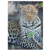 Nahes Leopardenportrait Klemmbrett (Rückseite)
