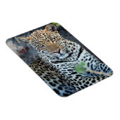 Nahes Leopardenportrait Magnet (Rechte Seite)