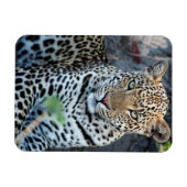 Nahes Leopardenportrait Magnet (Horizontal)