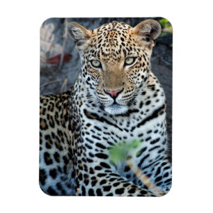 Nahes Leopardenportrait Magnet