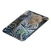 Nahes Leopardenportrait Magnet (Linke Seite)