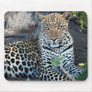 Nahes Leopardenportrait Mousepad