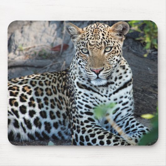 Nahes Leopardenportrait Mousepad (Vorne)