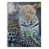 Nahes Leopardenportrait Notizblock (Vorderseite)