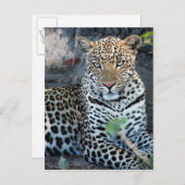 Nahes Leopardenportrait Postkarte (Vorne/Hinten)